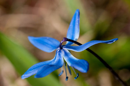 Scilla siberica