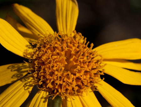 Arnica montana