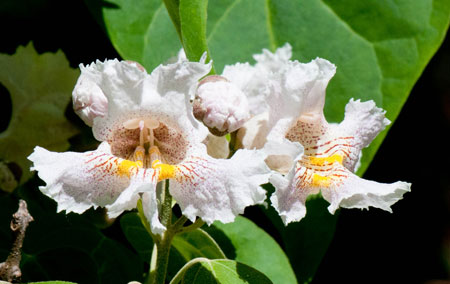 Catalpa fargesii