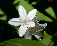 Deutzia gracilis