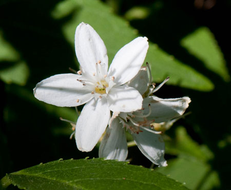 Deutzia gracilis