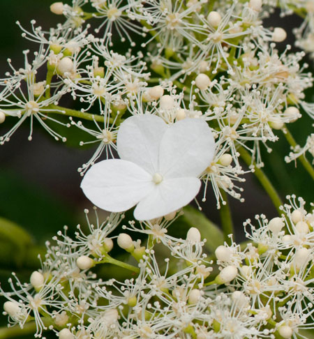 Hydrangea petiolaris