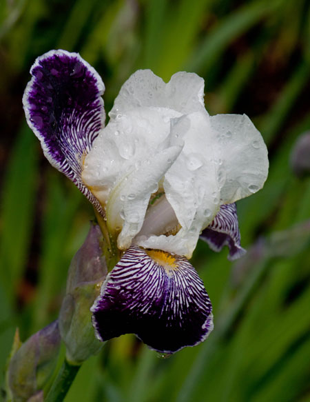 Iris x germanica