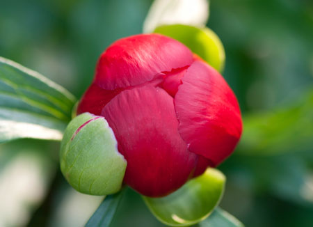 Paeonia peregrina