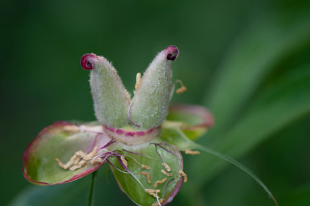 Paeonia sp. Frucht