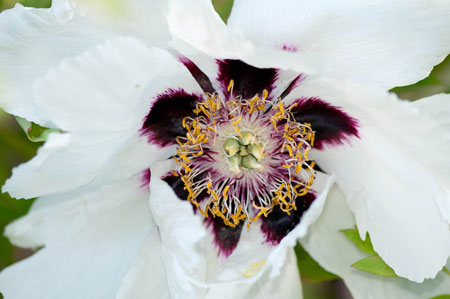 Paeonia suffruticosa