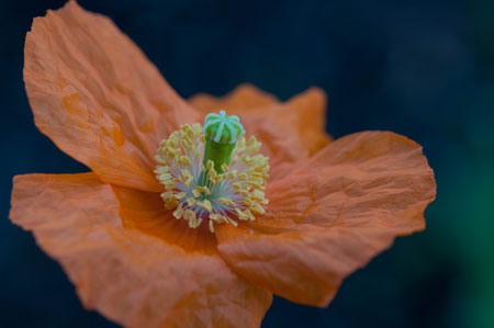 Papaver nudicaule