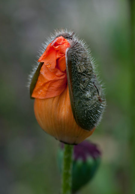 Papaver orientale Frucht halboffen 03