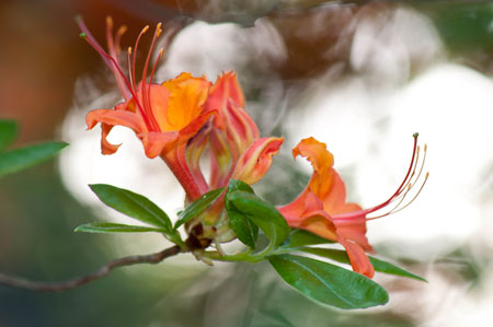 Rhododendron sp Coccinea 01