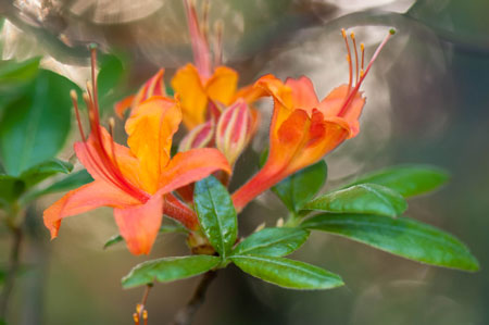 Rhododendron sp Coccinea 02