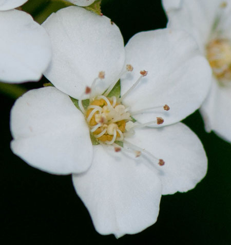 Spiraea x blanda