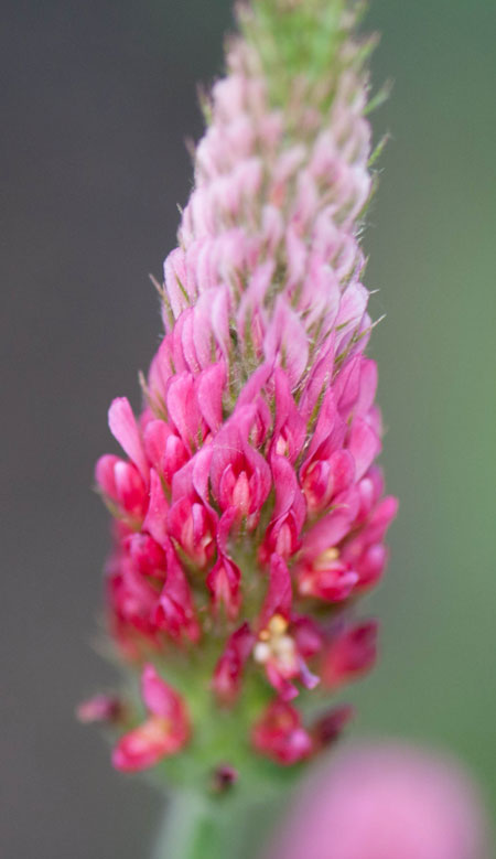 Trifolium incarnatum 01