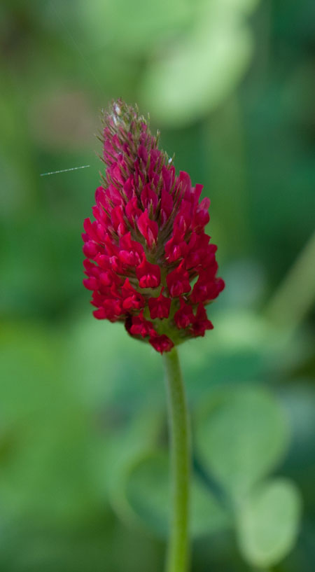 Trifolium incarnatum 02