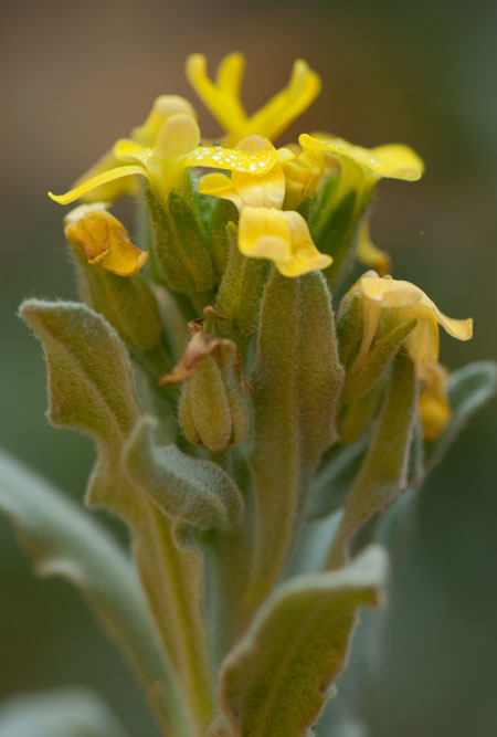 Fibigia clypeata