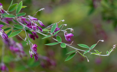 Lespedeza thunbergii