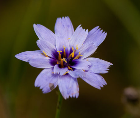 Catananche caerulea