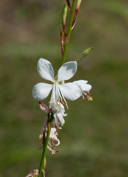 Gaura lindheimeri