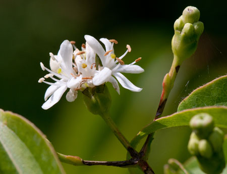 Heptacodium miconioides