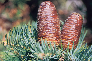 Abies concolor cones