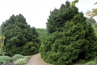 Picea abies  Ohlendorfii 