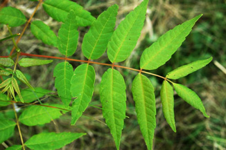 Toona sinensis