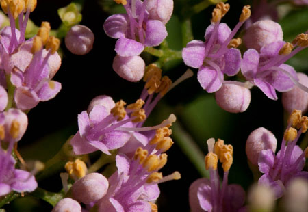 26 28 Callicarpa bodinieri Verbenaceae
