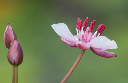 33 35 Butomus umbellatus Butomaceae