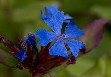 36 43 Ceratostigma plumbaginoides Plumbaginaceae