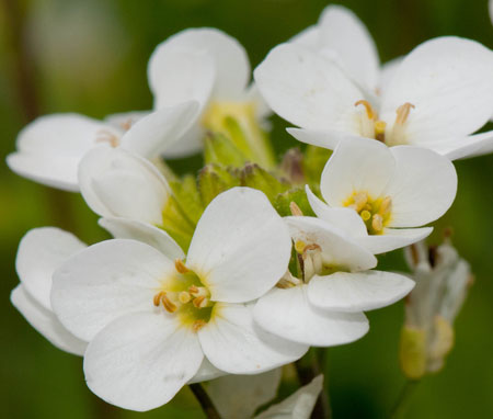 Arabis caucasica