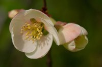 Chaenomeles speciosa 02
