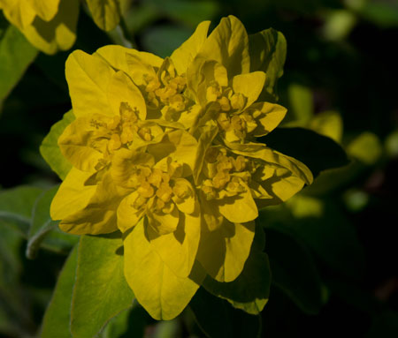 Euphorbia Polychrona