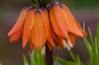 Fritillaria imperialis 01