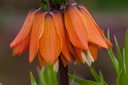 Fritillaria imperialis 01