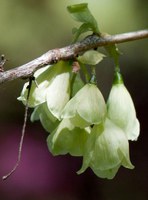 Halesia carolina