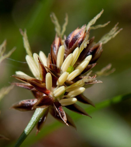 Luzula campestris