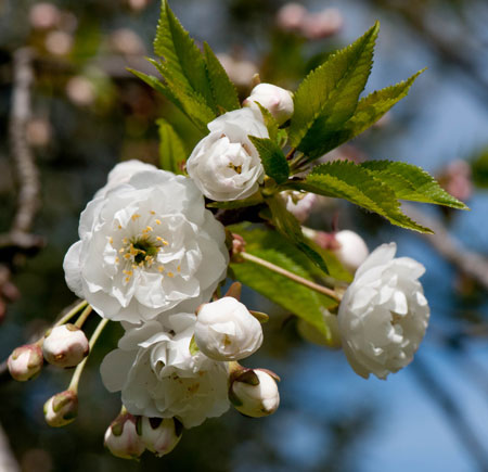 Prunus avium