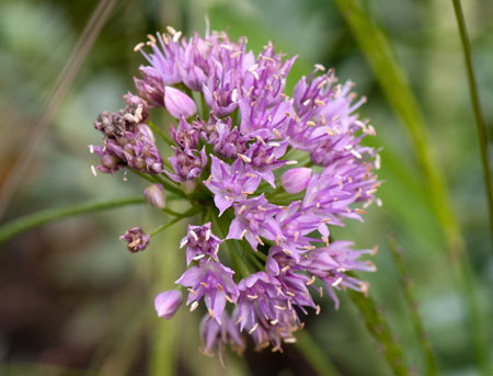 Allium senescens