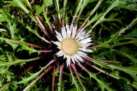 Carlina acaulis 