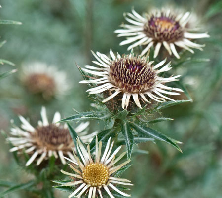 Carlina vulgaris