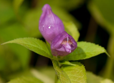 Chelone glabra