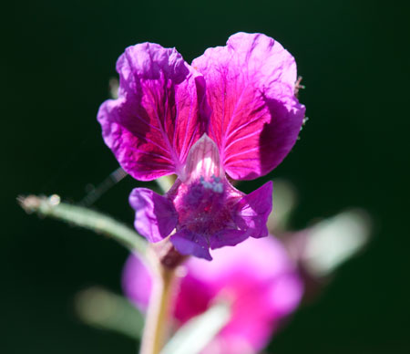 Cuphea lanceolata