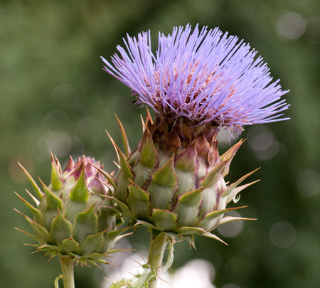 Cynara scolymus