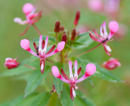 Lopezia racemosa