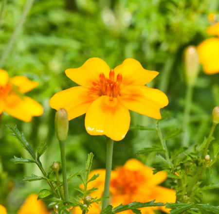 Tagetes tanuifolia
