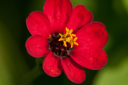 Zinnia peruviana