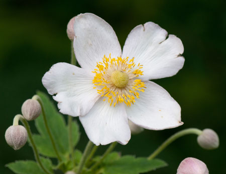 Anemone hupehensis