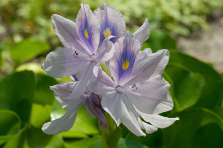 Eichhornia crassipes