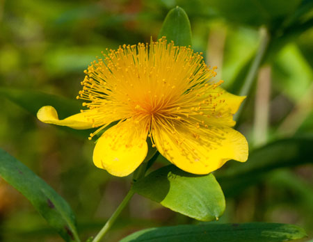 Hypericum frondosum