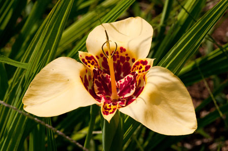 Tigridia pavonia