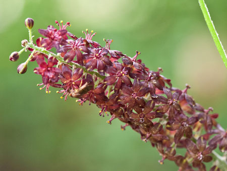 Veratrum nigrum